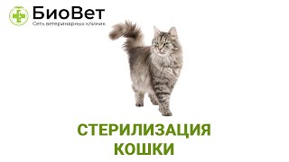 Стерилизация кошек