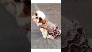 코바늘 강아지 뜨개옷 crochet sweater for dog #shorts