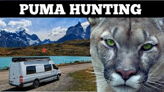 A GUIDE TO FIND PUMAS IN TORRES DEL PAINE - Van Life Patagonia