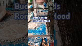 Budgie Birds Breeding with dj song#viralvideo#breeding#budgie#shortsfeed#shorts@BirdsLifestyle-j8z