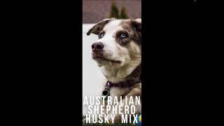 The Australian Shepard Husky Mix Facts