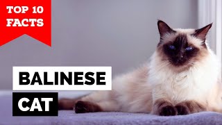 Balinese Cat-TOP 10 FACTS