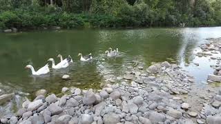 geese on the Italian river. (Reno)