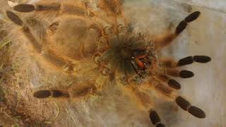 LIVE  NHANDU TRIPEPII  (brazillian giant blonde birdeater) TARANTULA MOLTING!! - Peach part 3