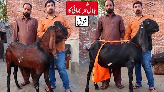 Amritsari Beetal Goats Breeding Setup & Teddy Goats Of Bilal Gujjar Lahore 2023