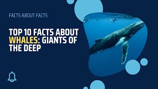 Giants of the Sea: Top 10 Fascinating Whale Facts