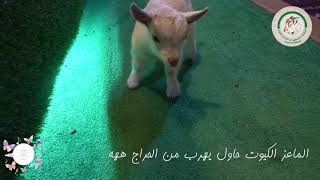 مهرجان الماعز القزم في مزرعة ديرتي في بريدة |  Pygmy Goats