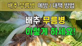 2023년 배추 무름병 예방 및 대책 방법 알아보기