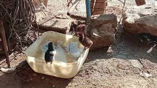 Baby chickens  #pakistan