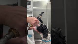 How to Wash Your Dog’s Face