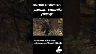 Juvenile Sasquatch Footage