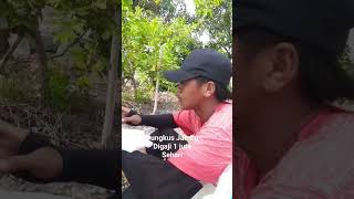 perkebunan Taiwan sama Orang Kendal di gaji 2000 NT