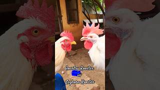 Differentiate country Rooster and Leghorn Rooster| Desi Rooster vs Leghorn Rooster