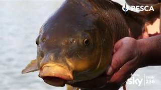 PESCA TV SKY 236 - SPECIALE CARPA: CARPE INVERNALI CON IL FEEDER