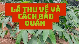 Cách bảo quản lá giang xuất khẩu sau thu về Zalo 0967874901