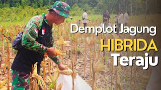 Panen Perdana Jagung Hibrida di Demplot Kantor Cabang Teraju