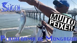 Peixe demais na Plataforma de Mongaguá!