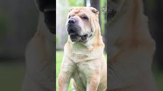 Quick Chinese Shar Pei Facts - Peasant of the Han Dynasty - Animal a Day #shorts #animals