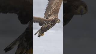 Merry Christmas 🎅🏻🤶🏻🎄 #shorts #wildlife #winter #eagle #christmas