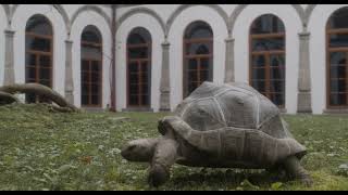 L'eco dei fiori sommersi | Trailer | Filmmaker festival