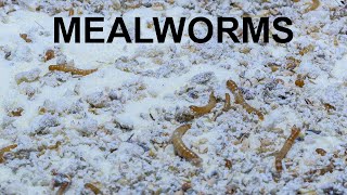 Mealworms eating wheat semolina - time lapse