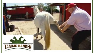 Pferd lässt sich nicht mehr reiten! Kann Tamme ihm helfen? | Tamme Hanken | Kabel Eins