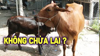 Vì Sao Bò Cái Không Lên Giống Lại