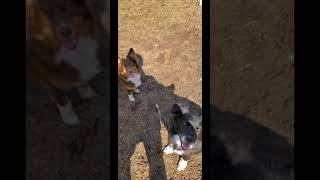 Australian Shepherd's Play Fetch - 2 Aussies Lilly and Kona