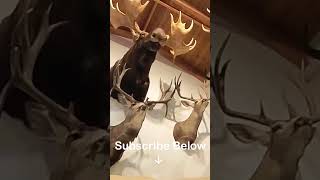 A 360 Degree View of My Trophy Room! #shorts #hunting