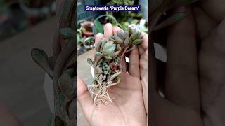 Repotting Ornamental Plants - Graptoveria "Purple Dream"