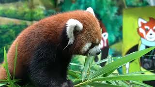 【red panda】The bamboo leaves after a morning rain are the most delicious food for red pandas.