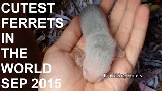 CUTEST FERRETS IN THE WORLD Sep 2015