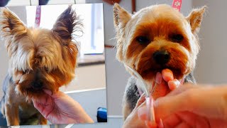 Yorkie Head Grooming ❤