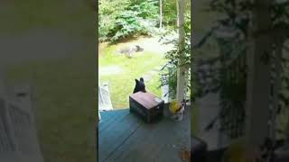 Bear steals package from front porch 🐻😂