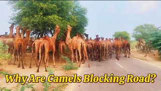 Why Are Camels Blocking This Road? Road Blocked By Camel Desert Thar || 4K Camels