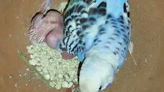 Animal and birds sounds for babies #birds #budgrie #baby #parakeet