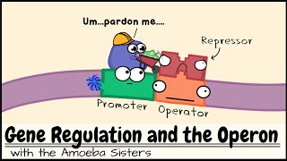 Gene Regulation and the Operon