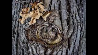 Owls merged with nature