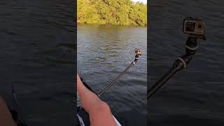 Mangrove Monster! #13fishing #fishing #florida #snook #kayak #mangrove