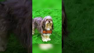 Top 5 Expensive Dog Breeds In The World