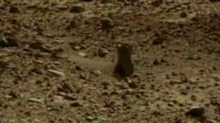 Machine buried on Mars?