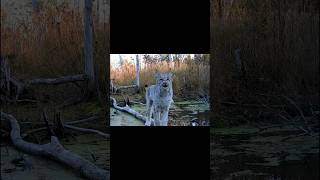 Elusive visitor on my trail cam!