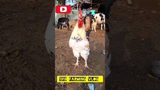 Ooooo Rooster Crowing Loudly video #roosters #viralvideo #animals #birds video in HD Rooster vlog