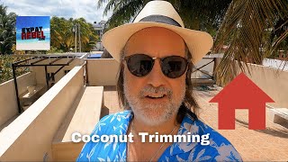 Coconut Tree Trimming In México