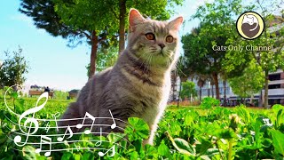 Calming Music for Cats - Relaxing Music, Sleep Music, Soft Music Box Sound