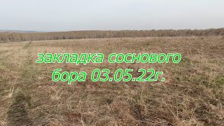 Закладка соснового бора 03.05.22г.