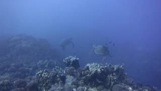 Easter Island Diving - Meeting the turtles