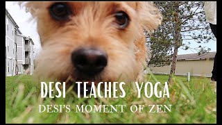 Desi's Moment of Zen - Teaching Yoga