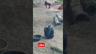 Lonely Gorilla #Toronto Zoo #gorilla