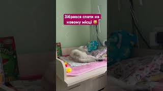 Готовиться до сну #лимончик #кот #кіт #cat #лимон #catvideos #catbaby #catlover #котофейка #socute